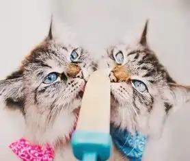 猫事猫为什么喜欢到处喝生水