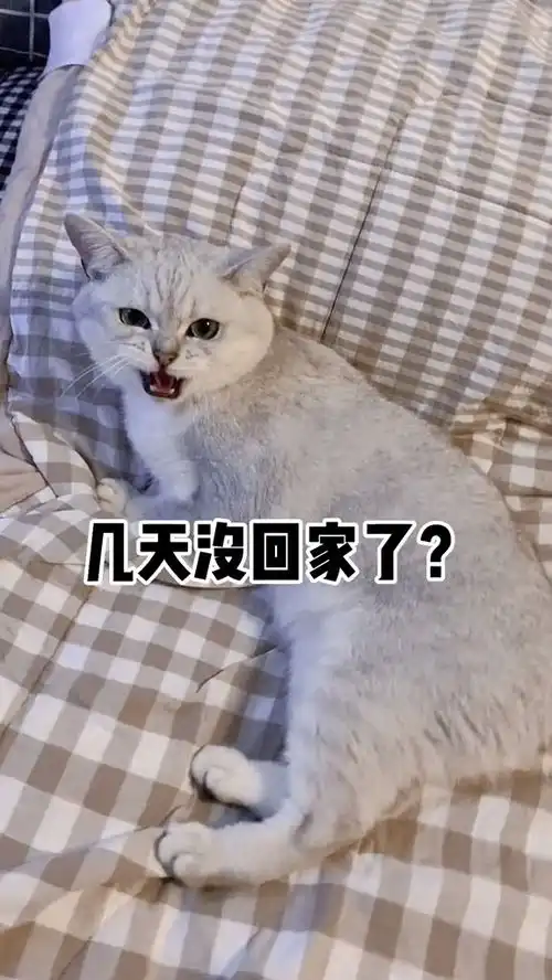 养个猫跟养个对象一样,天天生气天天哄家有萌宠