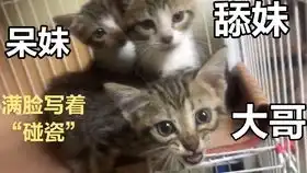 被抛弃的小黑猫恰饭