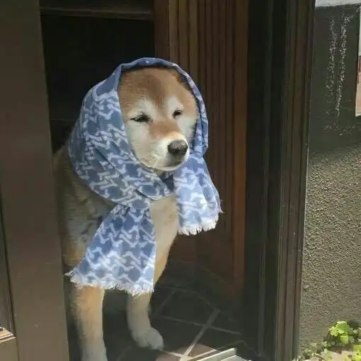 狗头像男生专用版沙雕狗