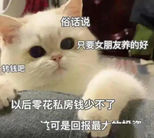 套路你家男朋友的可爱猫猫表情包集锦