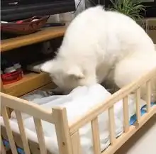 狸花猫做月子,萨摩耶在旁边当月嫂答应我的狗粮一粒也不能少