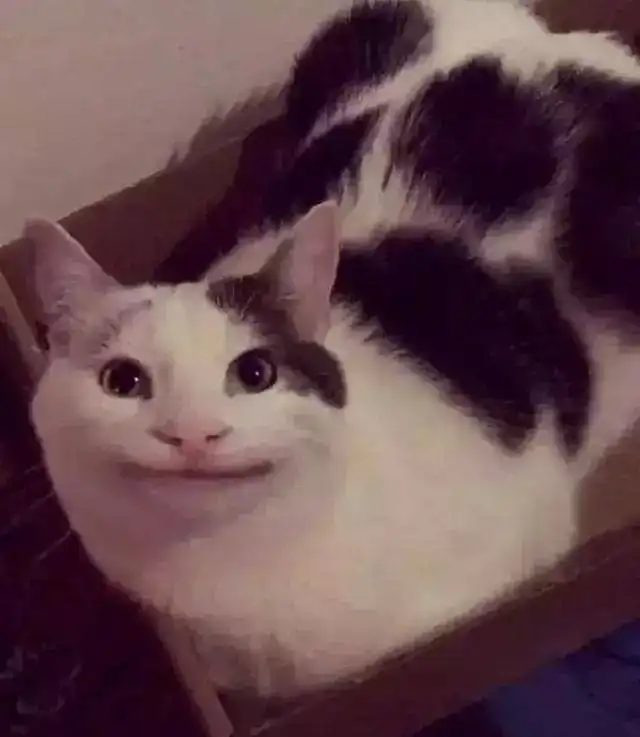 喵版假笑男孩引人发笑,表情太无奈,猫咪喵生艰苦,卖笑为生生活
