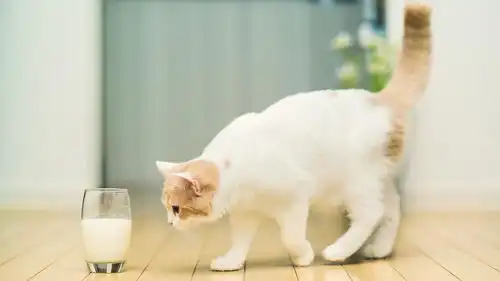 哪些网站不适合虚拟主机