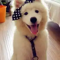 超萌的半透明的姓氏头像微信头像图片大全