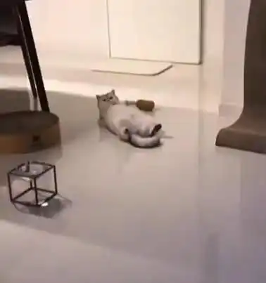 跟猫相处半年,慢慢发现不对,男子本想养只猫,感觉像养个祖宗