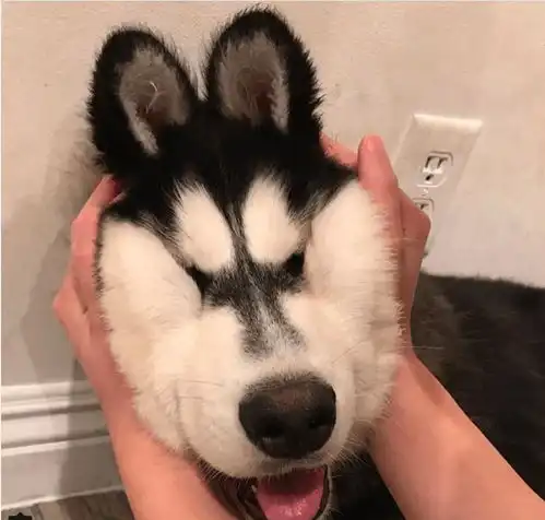 爆笑小故事一