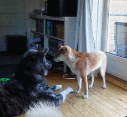 史上最全柴犬表情包合集来啦,约吗