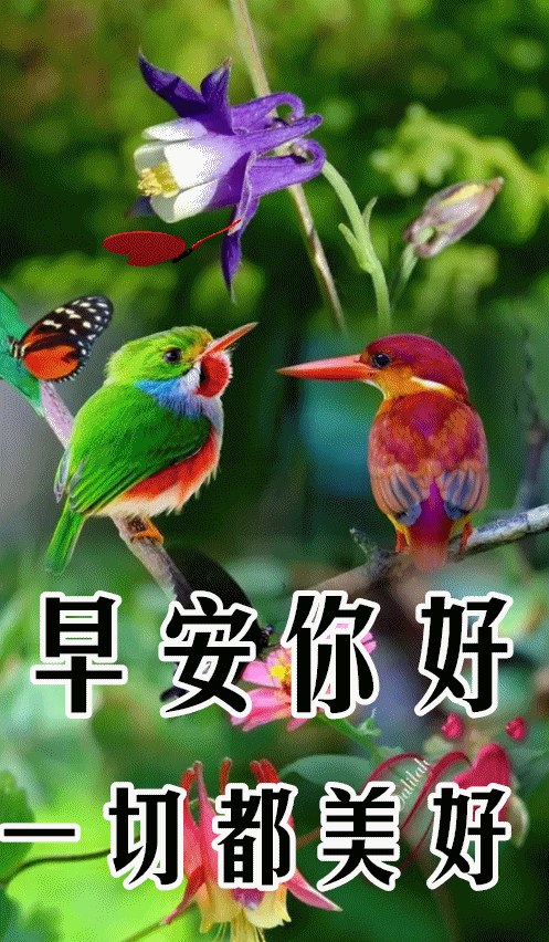 2月25日正月十四清晨早上好问候祝福动态表情图片最美早晨好问候动态表情鲜花图片
