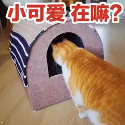 猫咪搞怪表情包来啦你要不要