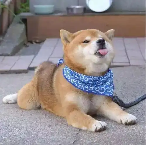广东涉犬新规获表决通过市区遛狗须带免疫证明或相应标牌