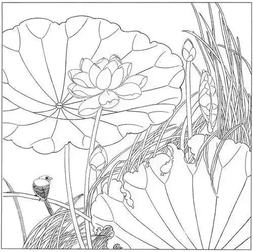 高清荷花白描线稿54图,请收藏