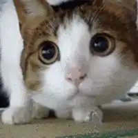 布偶猫情侣头像微信头像图片大全
