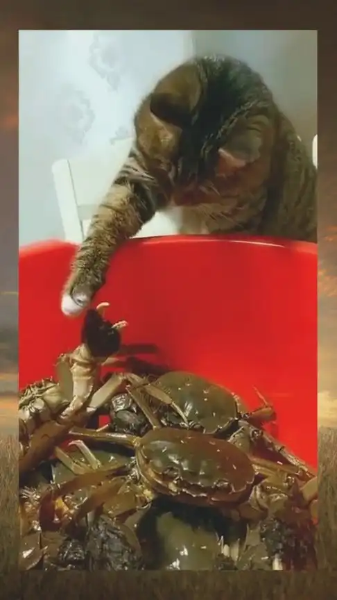 好奇害死猫啊,肯定很疼吧
