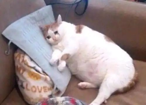 流泪猫猫头表情包