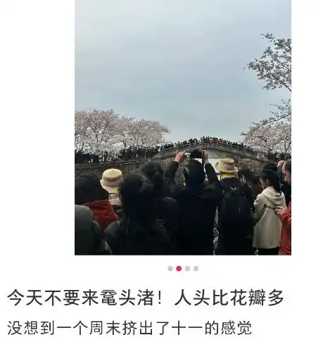 全上海都在出游据说每棵樱花树下都长着一个挨骂的男人哈哈哈哈