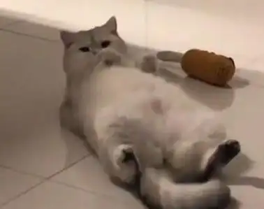 跟猫相处半年,慢慢发现不对,男子本想养只猫,感觉像养个祖宗
