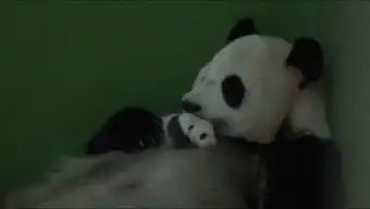 撸猫一时爽铲屎泪两行但熊猫饲养员的幸福你根本想象不到