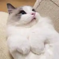 布偶猫情侣头像微信头像图片大全