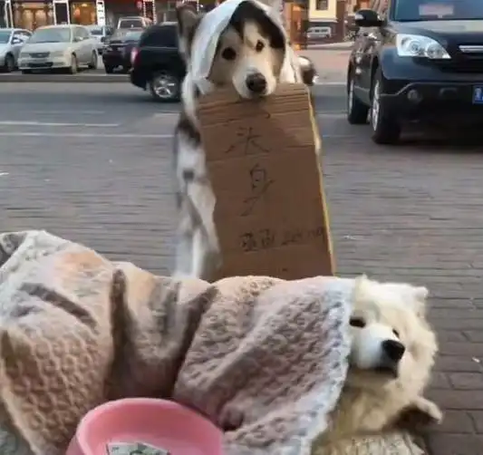 哈士奇与萨摩联手行骗,只可惜这只萨摩,也忒不专业了