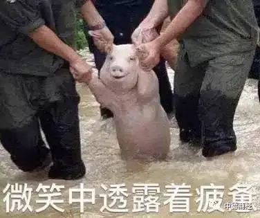 这只新晋表情包网红,火到国外网友都开始了ps大赛