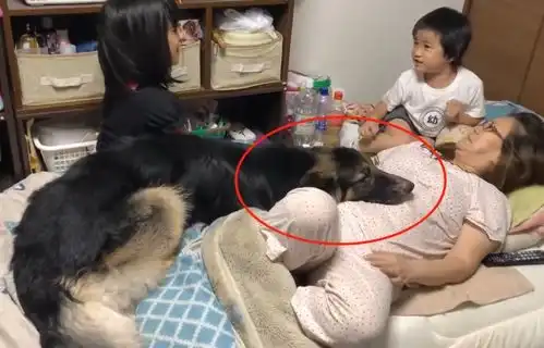 德牧把自己当成孩子,跟小主人抢妈妈,谁还不是宝宝呢
