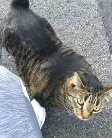 这只猫,拥有着连人类壮汉都无法企及的健硕身材