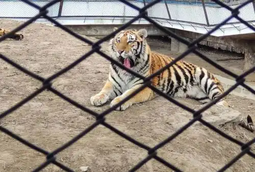 猛虎落地式下跪表情包景