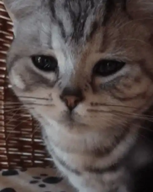 男子踹了猫一脚,独自躲在猫窝里流眼泪,猫咪主人不要我了