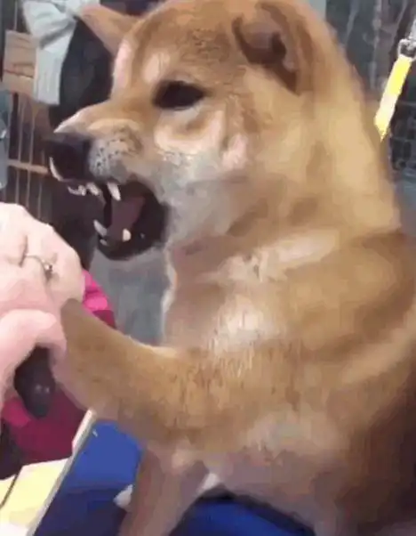 女主给柴犬剪指甲,戏精柴犬反应过激,主人不拿奥斯卡奖可惜了