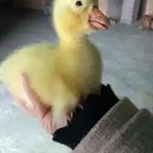 家禽表情包肉鸭