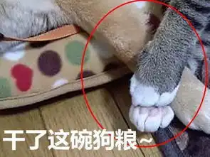 被猫咪压到胳膊发麻,柴犬依旧不忍抽走,最后的表情说明一切