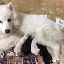 自己家的萨摩被糟蹋了,一看狗宝宝主人绝望痛哭
