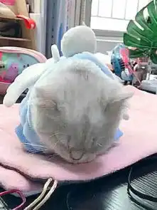 将一公一母两只猫咪留给男友照顾,出差回来后我看到了什么
