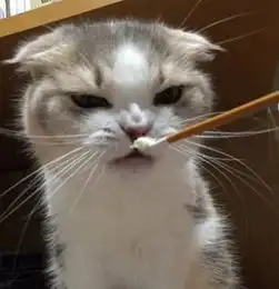 主人买回新型猫粮,拿出就给猫咪享用,谁知猫咪吃后却是这反应