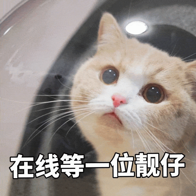 猫咪可爱女生表情包你要讲道理,还是要我