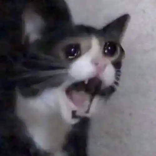 流泪猫猫头表情包返场