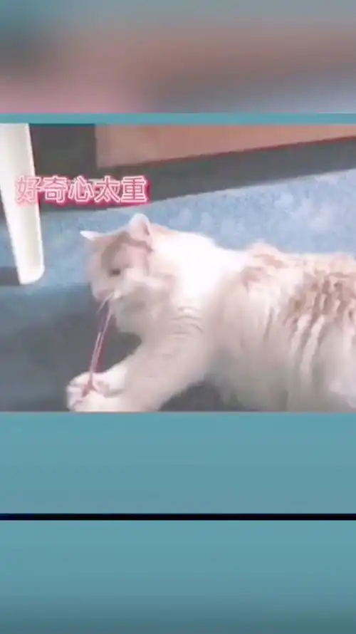 好奇害死猫猫咪玩皮筋拉到自己,蹦出脏话