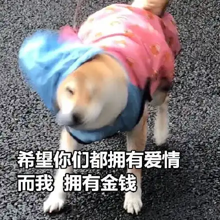 母猪图片表情包七夕
