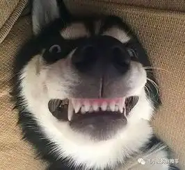 那只以猥琐著称的网红二哈,居然找了一个眉清目秀的老婆...