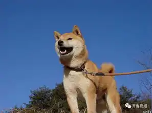 16岁表情包柴犬北登去世日本网民集体哀悼
