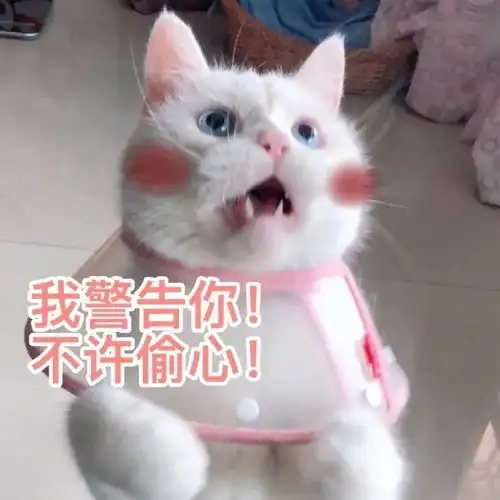 和男朋友打情骂俏的沙雕猫咪表情包