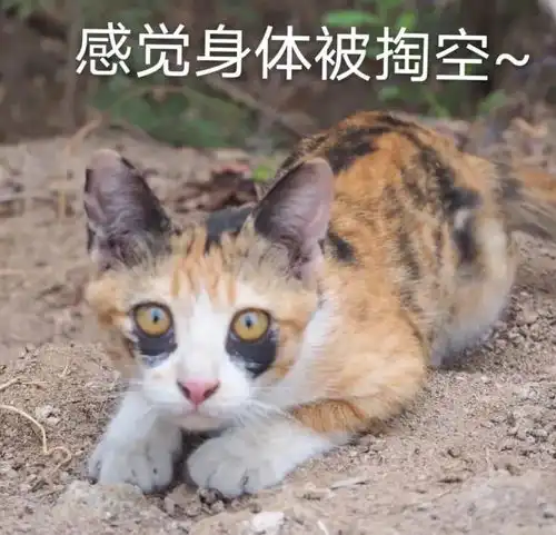这只猫一出生就有黑眼圈,网友笑抽一看就知道肾虚