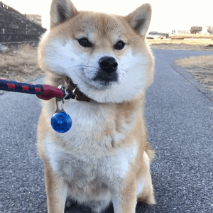 最全微信柴犬表情包大全合集,搞笑斗图贱表情包