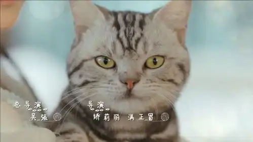 我的宠物少将军人猫恋很新颖,猫薄荷天生绝配,牛年最好磕cp