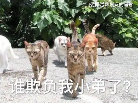 猛虎落地式下跪表情包吃