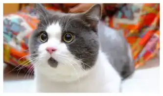 馋猫偷吃被当场抓获,表情萌到犯规,网友让它吃,快点喵咪