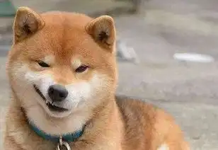 因为自家狗太淘气,主人就买了个狗头蛋糕来吃,狗的表情瞬间凝固
