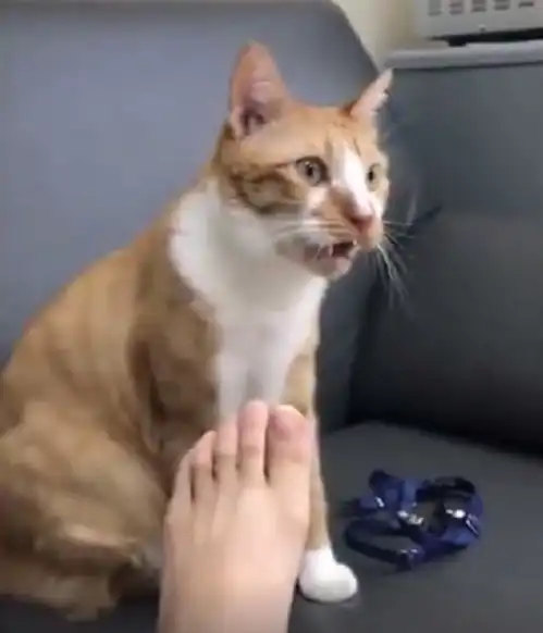 猫咪闻铲屎官脚丫,百变表情泄露心迹,网友看得忍俊不禁