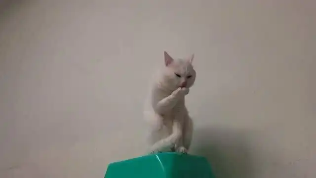 猫爪好吃吗看我家胡小胖表情就知道了